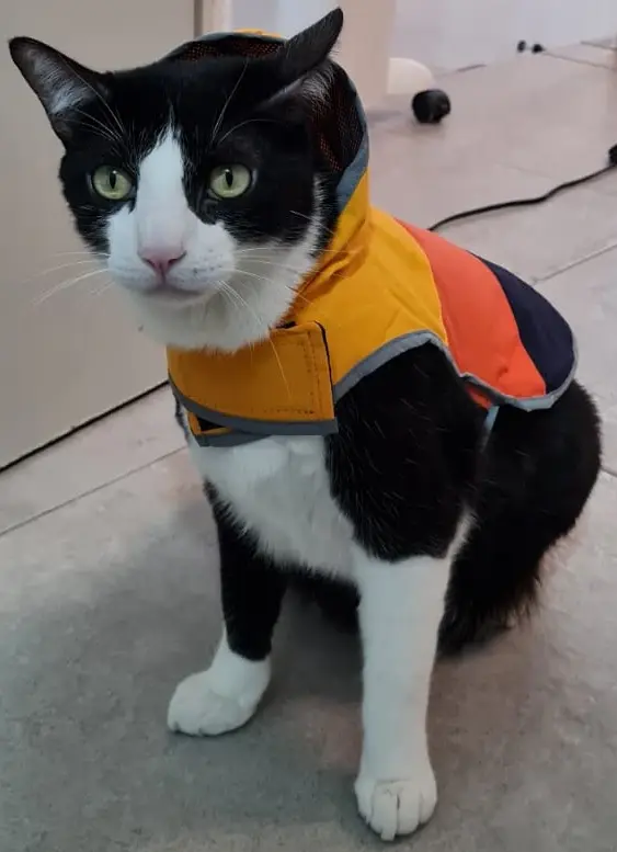 Gato Tuxedo